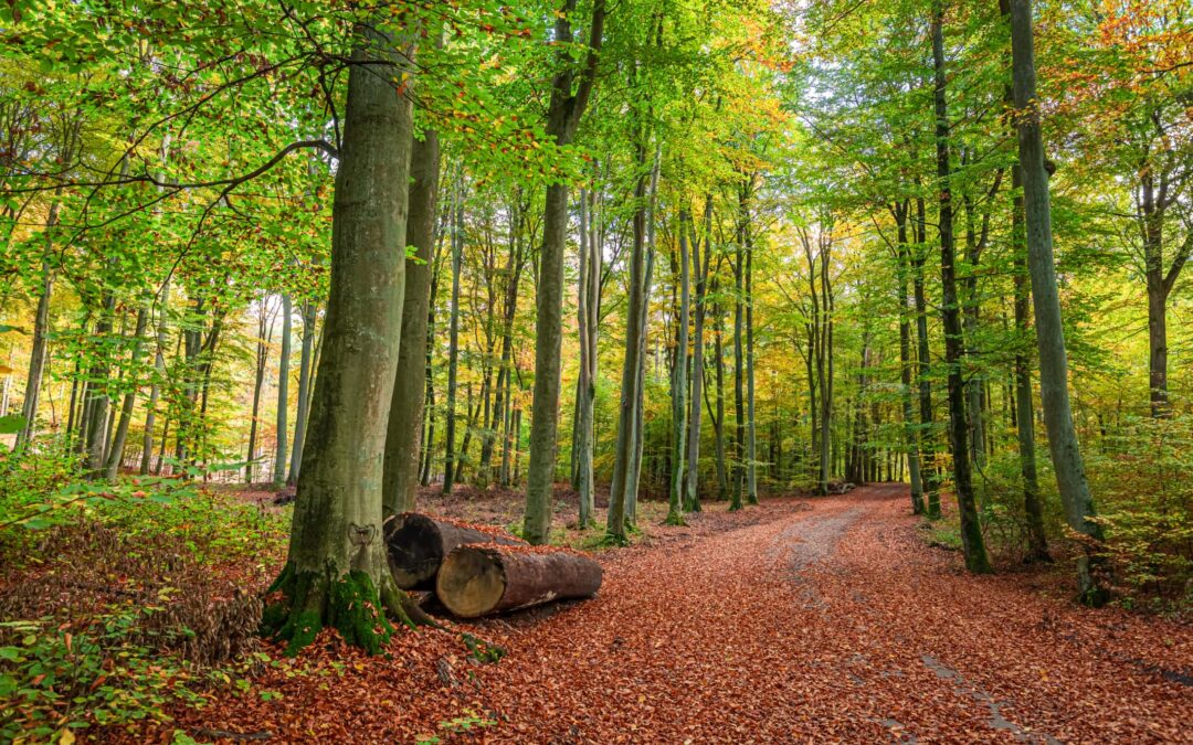 Test bericht titel
