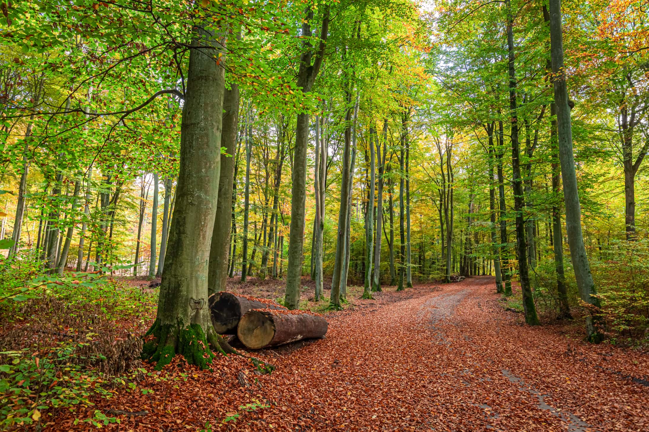 Hollandse Wildernis Webimage