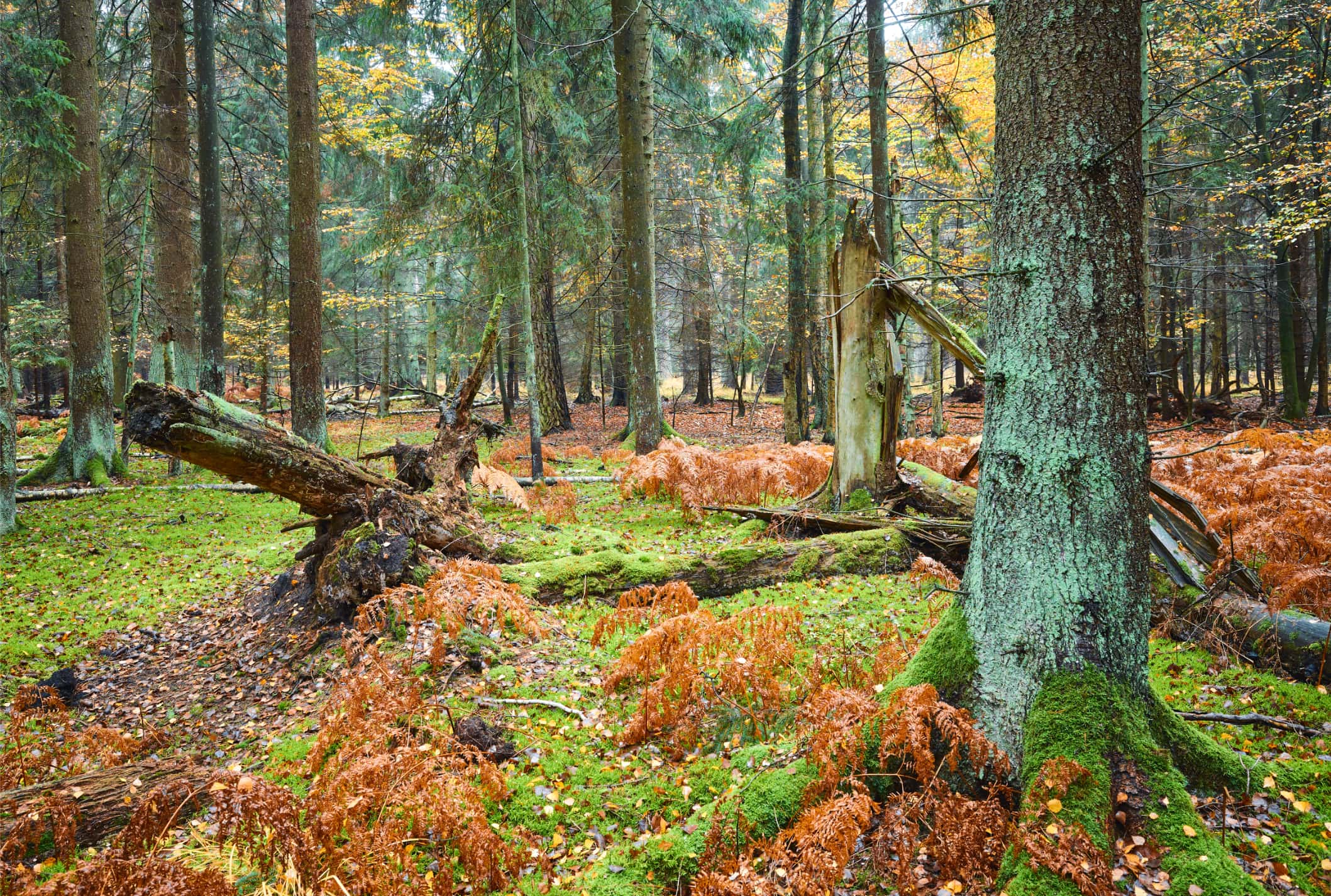 Hollandse Wildernis Webimage