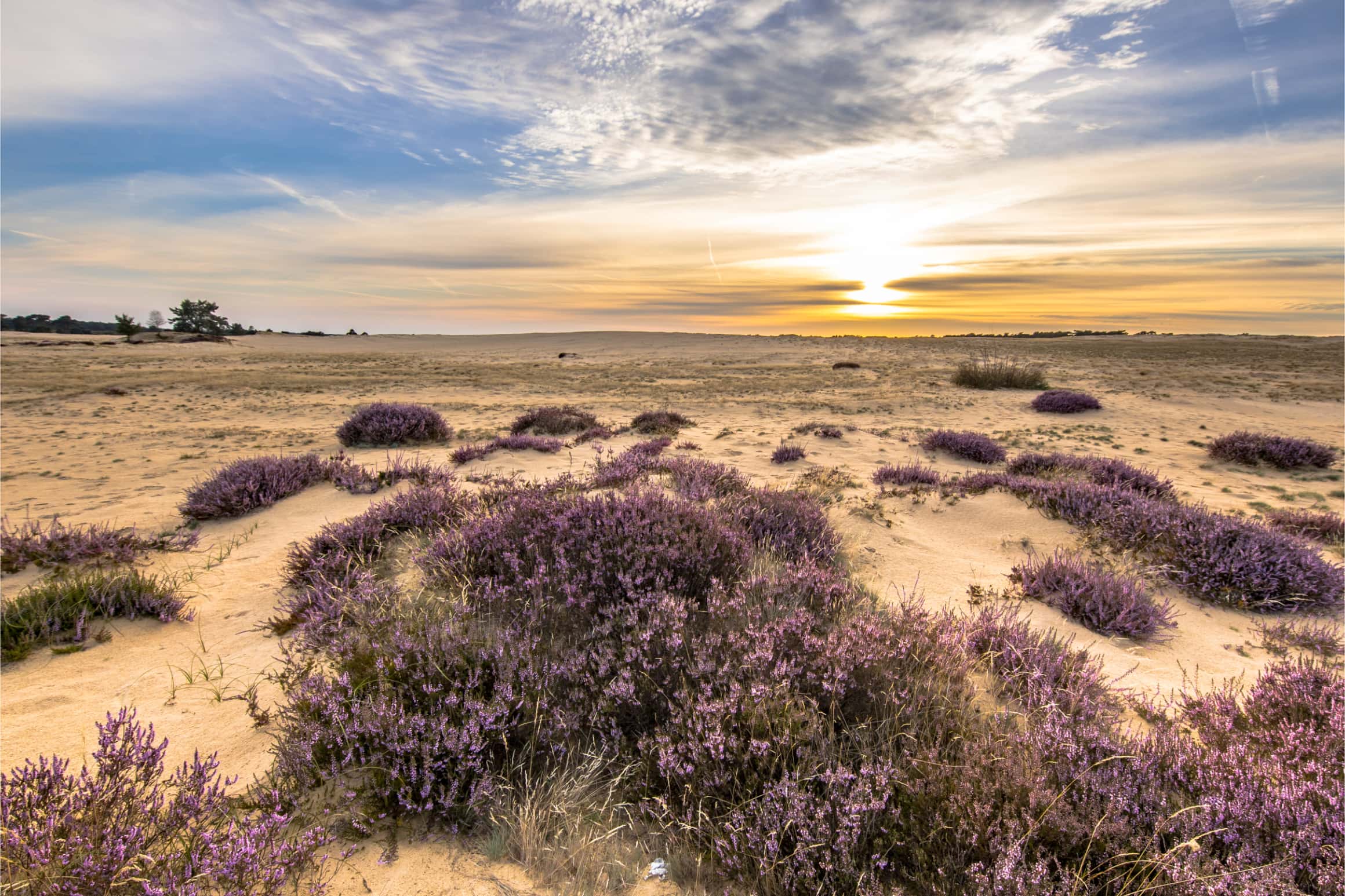 Hollandse Wildernis Webimage
