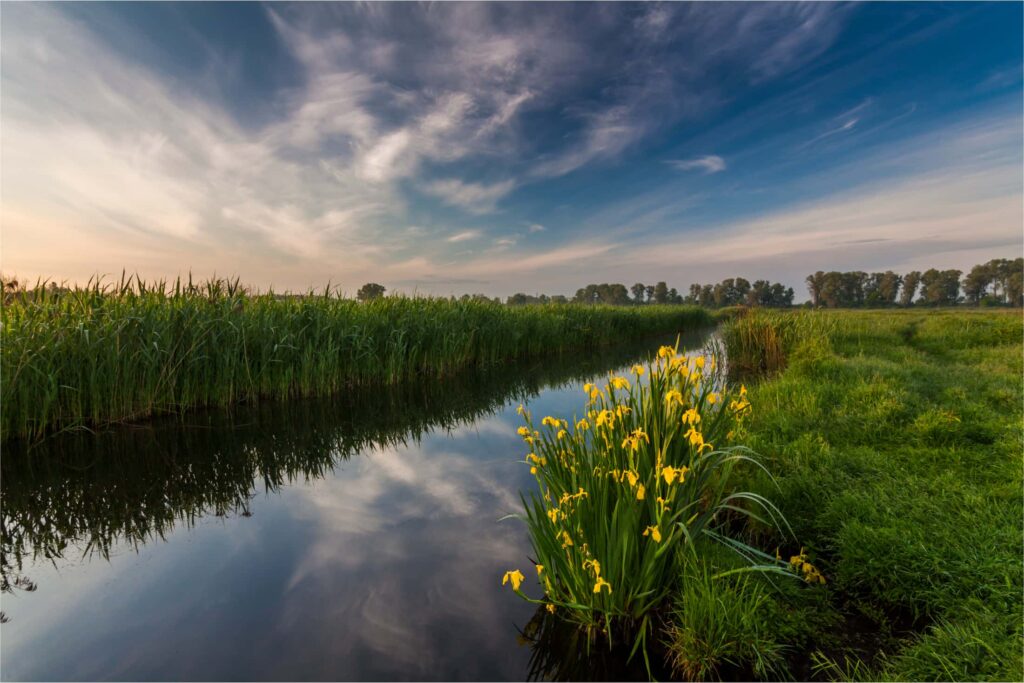 Hollandse Wildernis Webimage