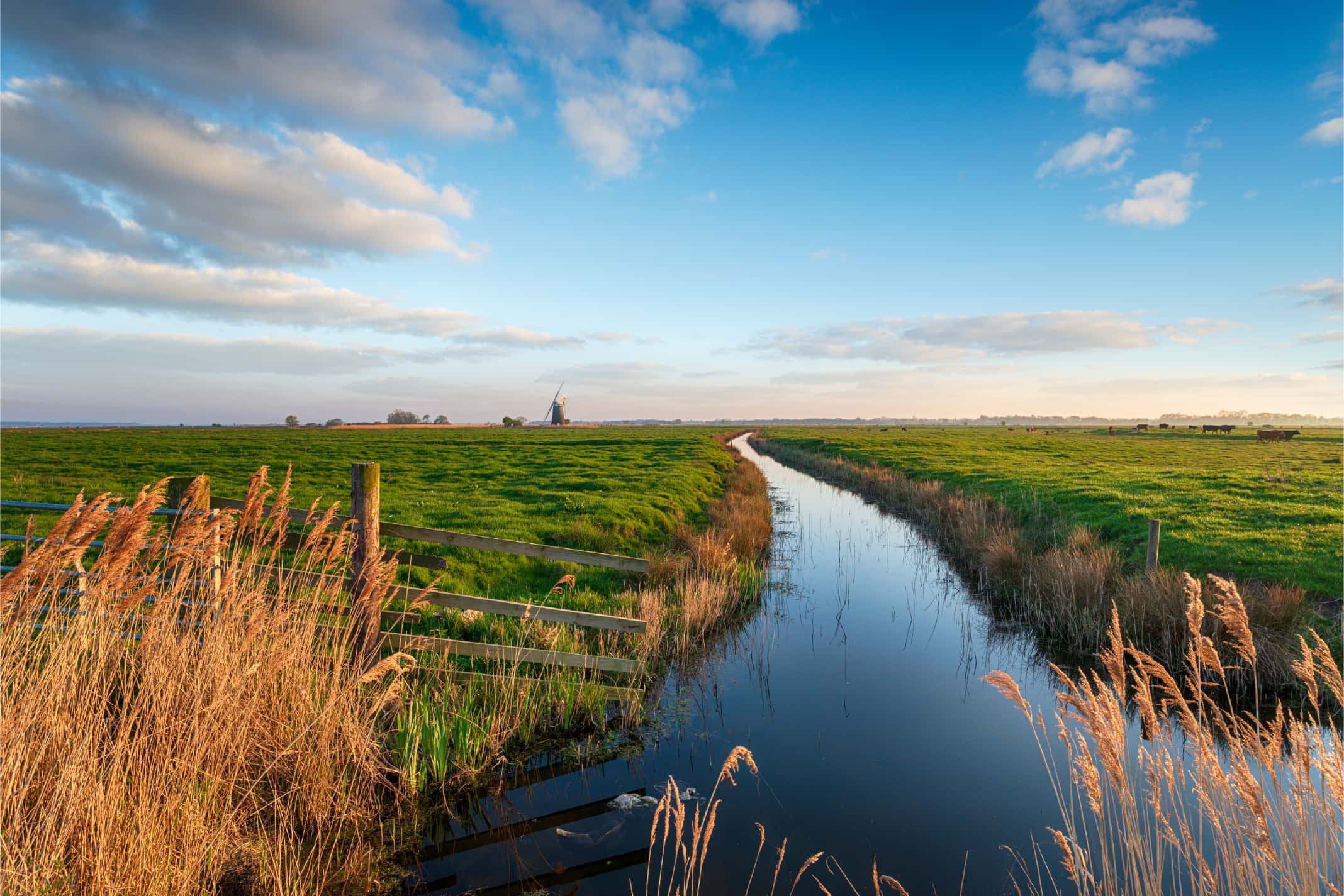 Hollandse Wildernis Webimage